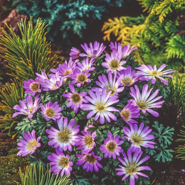 Anemone Blanda Collection Flower Bulbs