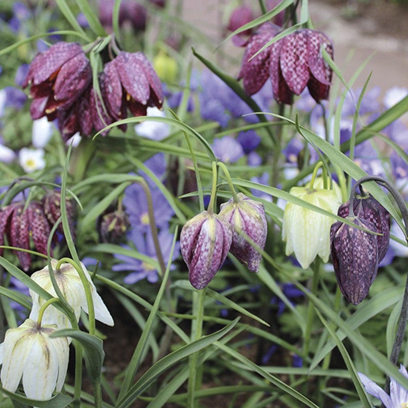 Anemone & Fritillaria Bulb Collection