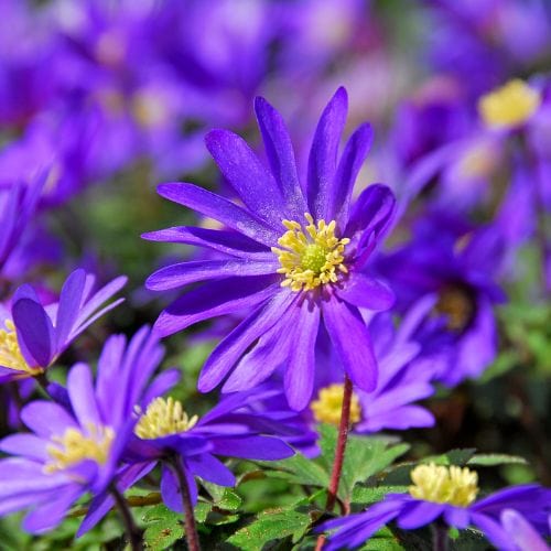 Anemone blanda Blue Shades Bulbs