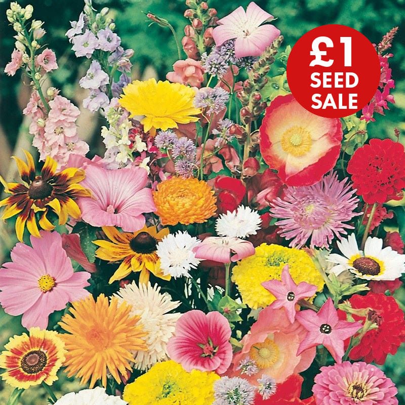 Annuals Quick & Easy Mixed Seeds