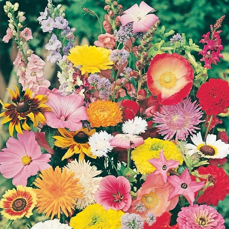 Annuals Quick & Easy Mixed Seeds