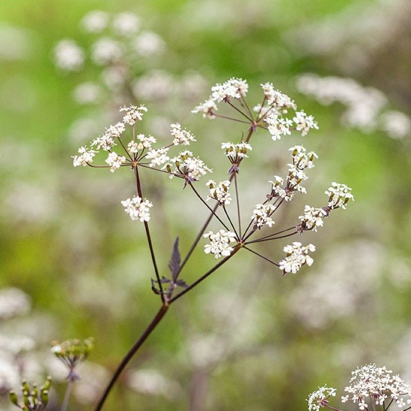 Anthriscus Ravenswing Flower Plants