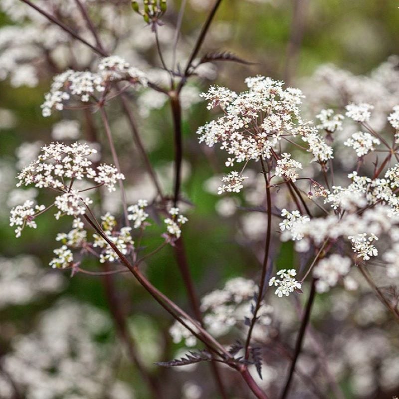 Anthriscus Ravenswing Flower Plants