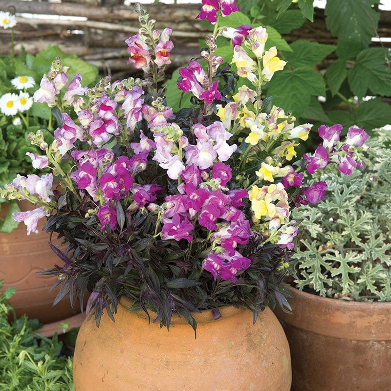 Antirrhinum Twilight Mix Flower Seeds