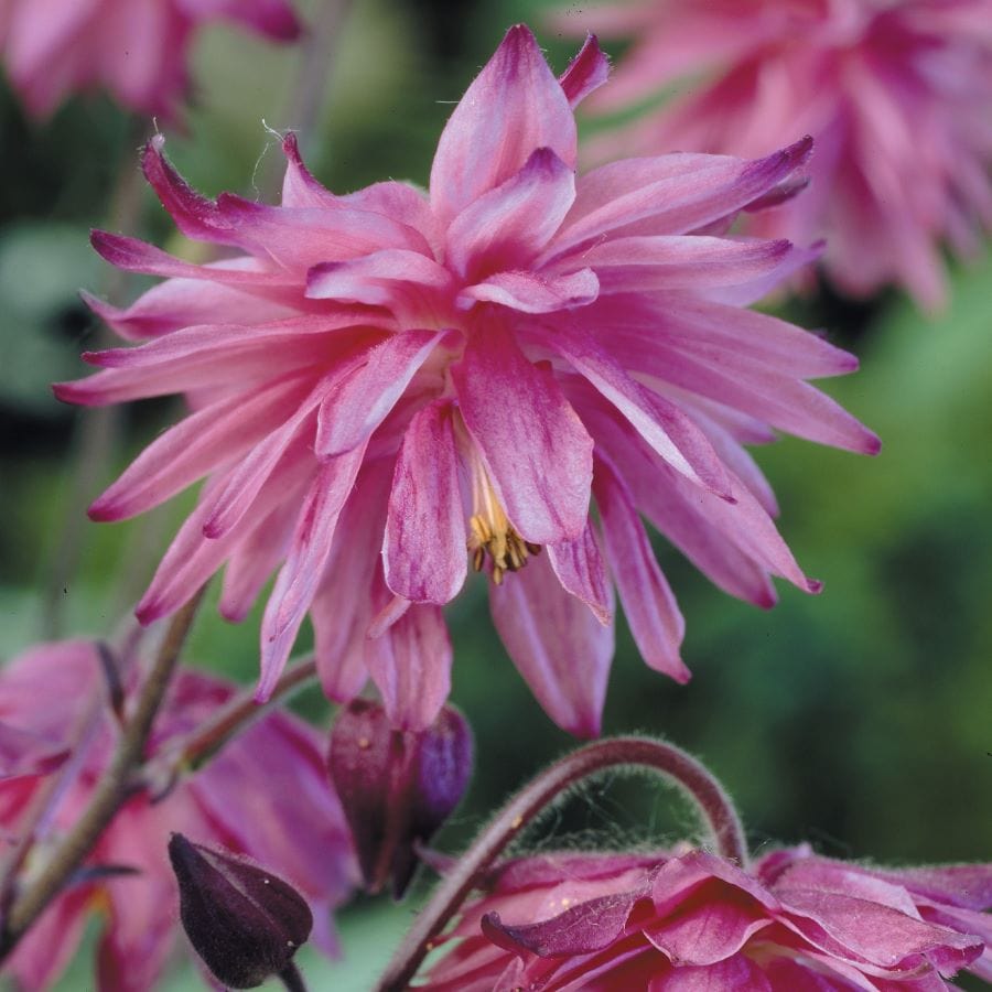 Aquilegia Barlow Collection Plants