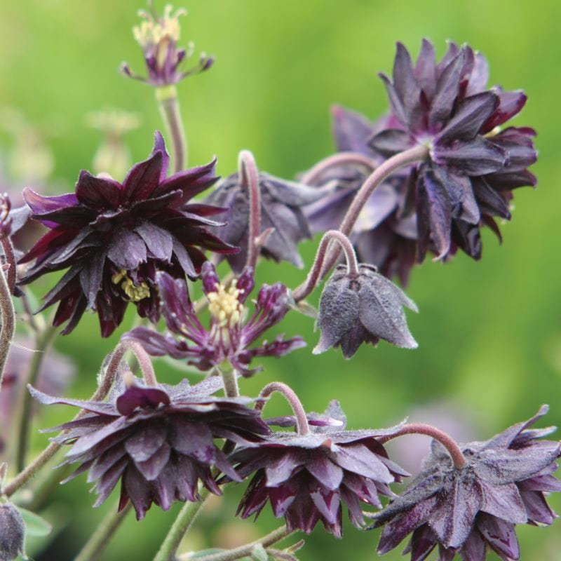 Aquilegia Barlow Collection Plants