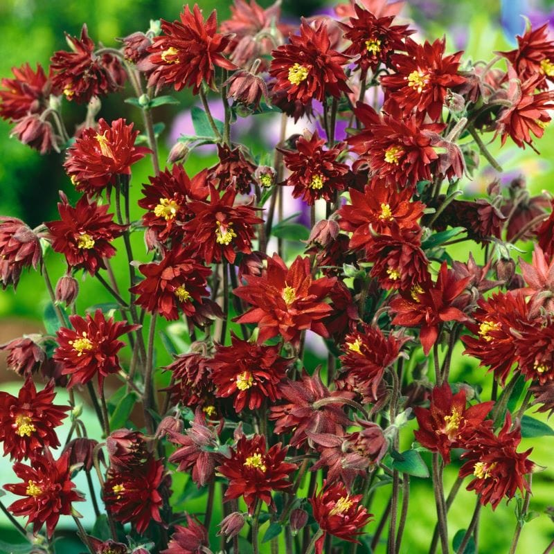 Aquilegia Barlow Collection Plants