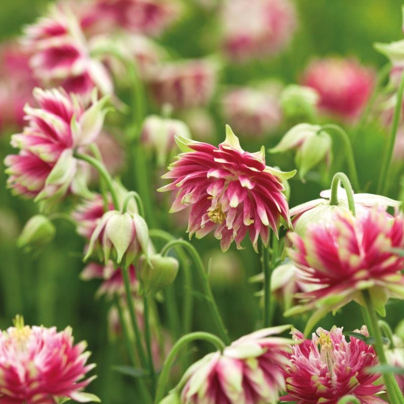 Aquilegia Barlow Collection Plants