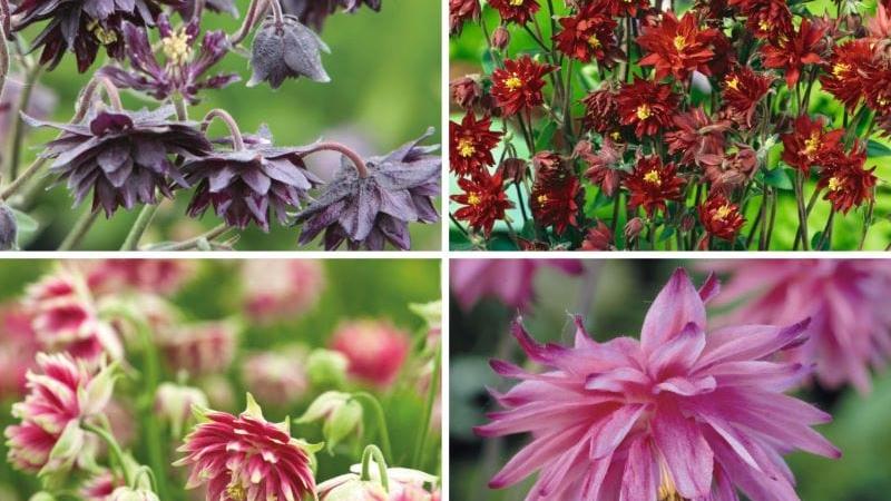 Aquilegia Barlow Collection Plants