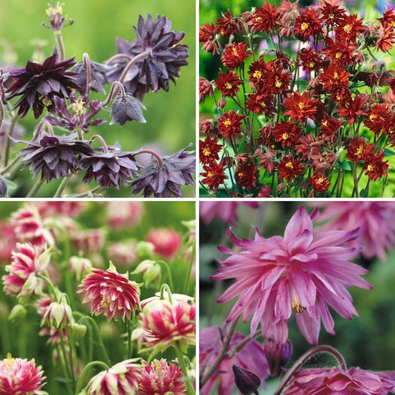 Aquilegia Barlow Collection Plants