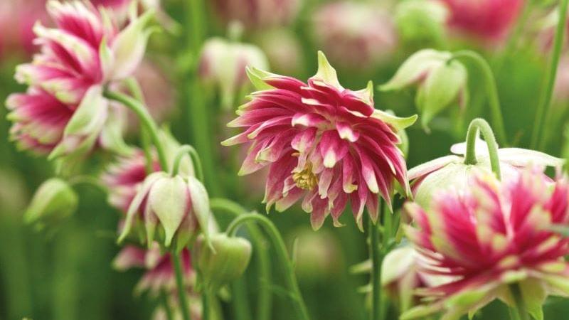 Aquilegia Barlow Collection Plants