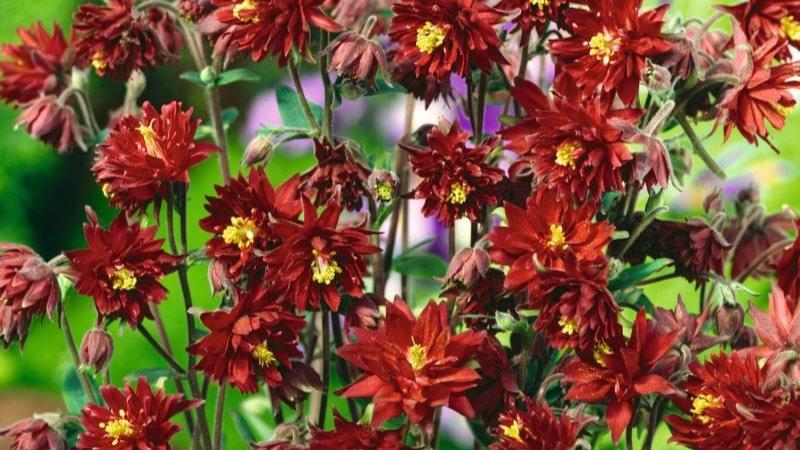 Aquilegia Barlow Collection Plants