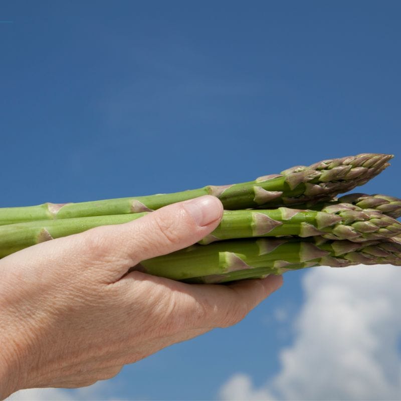 Backlim Asparagus Crowns