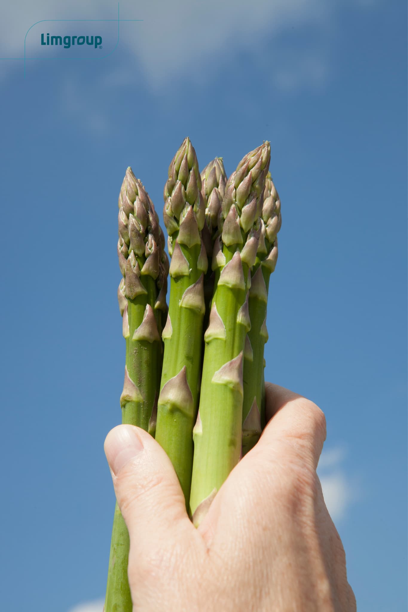 Backlim Asparagus Crowns