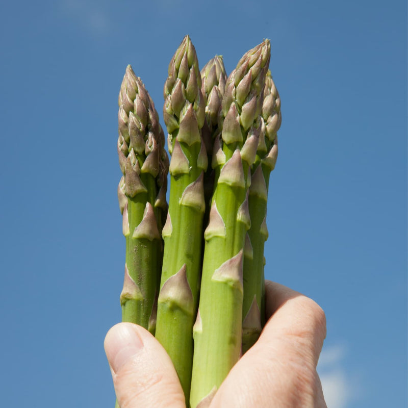 Backlim Asparagus Crowns