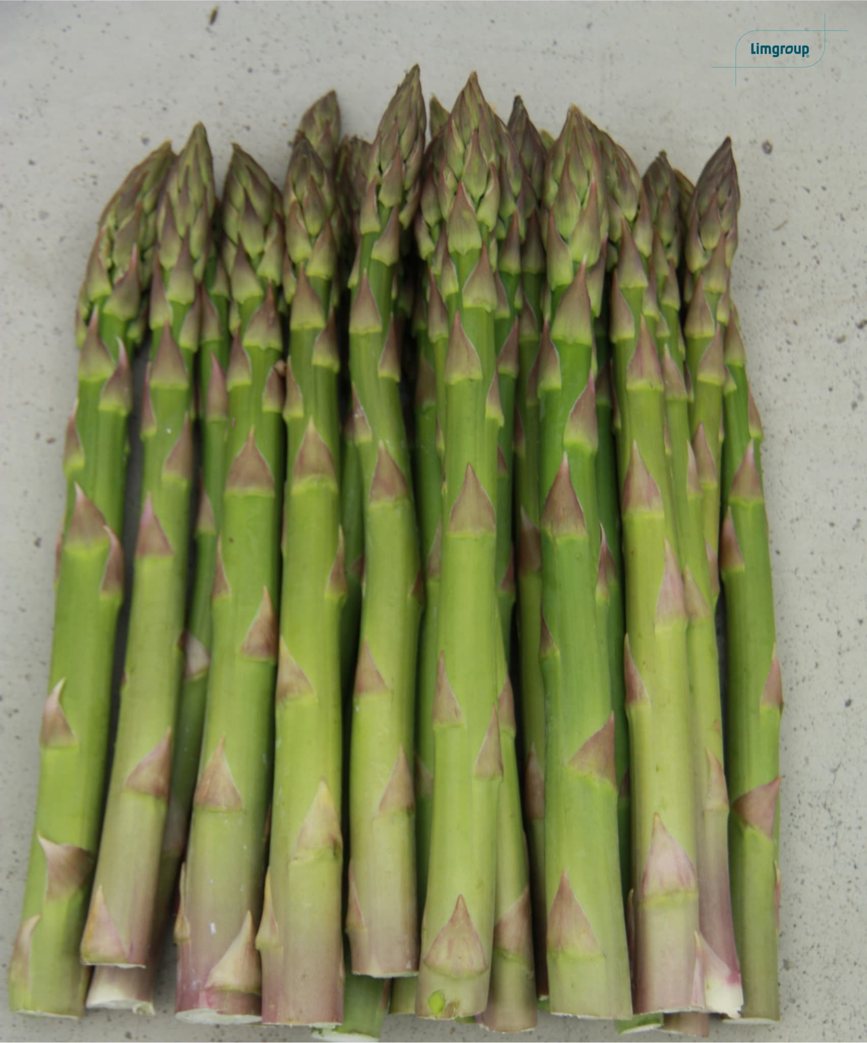 Gijnlim Asparagus Crowns