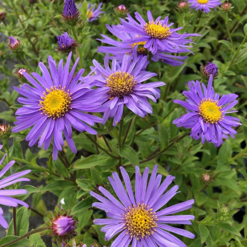 Aster Monch Flower Plants