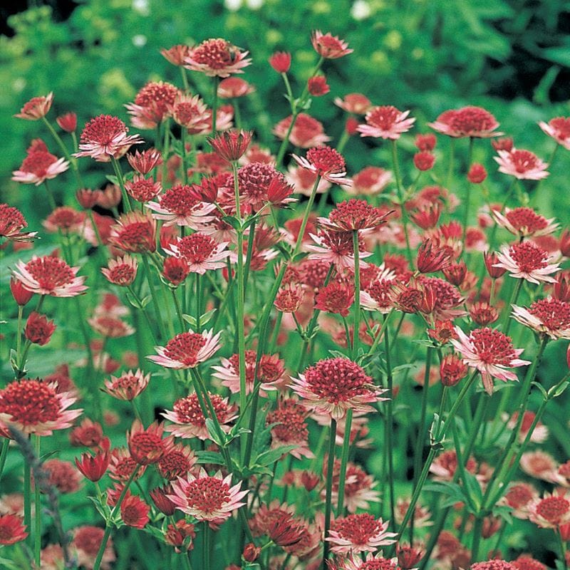 Astrantia Collection Plants