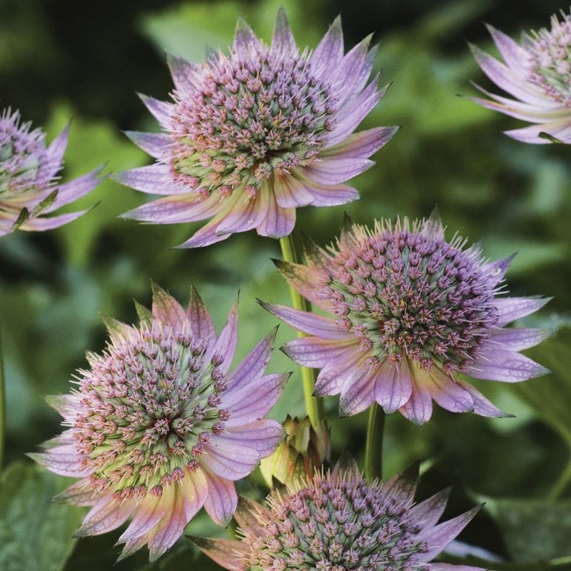 Astrantia Collection Plants