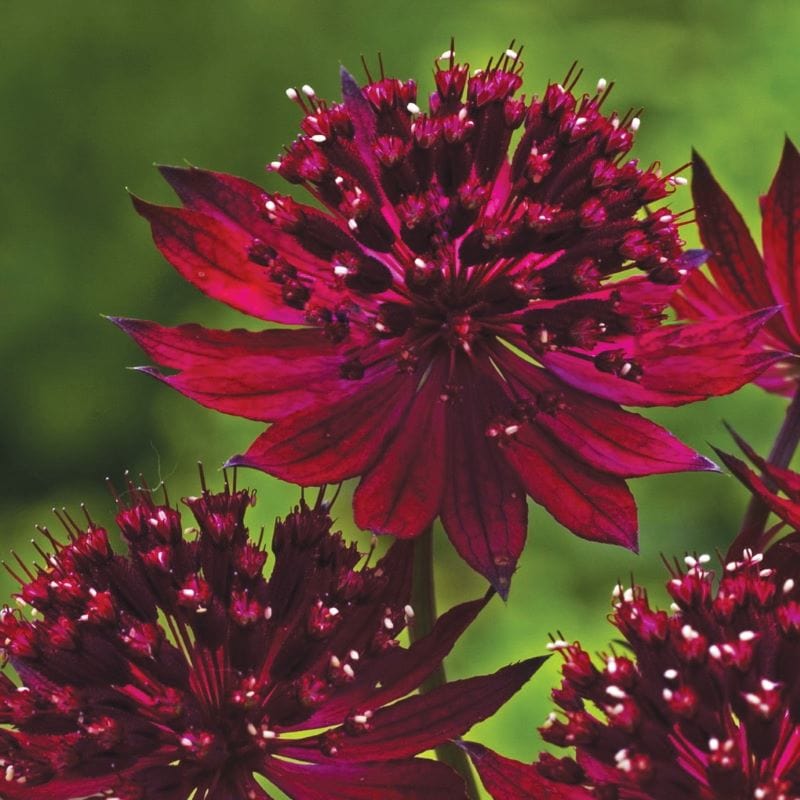 Astrantia Collection Plants