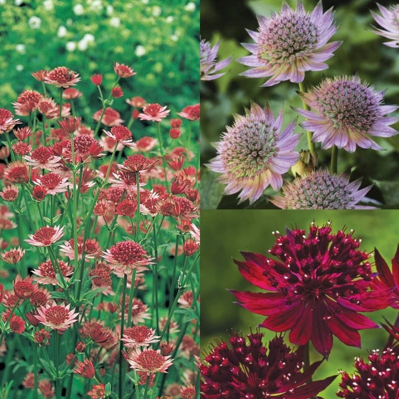 Astrantia Collection Plants