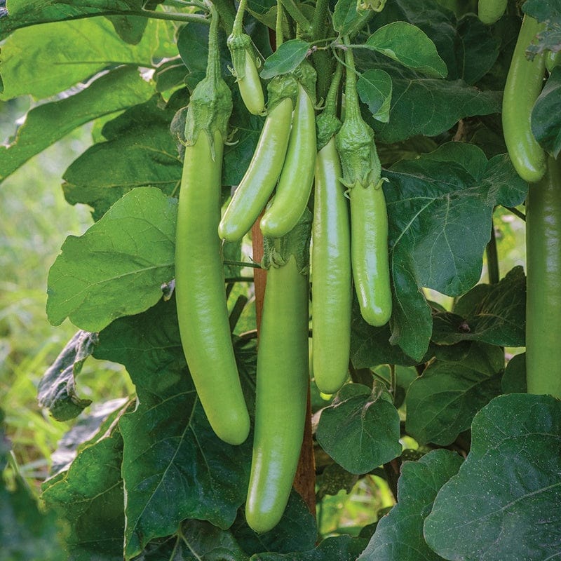 Aubergine Green Knight F1 Vegetable Seeds