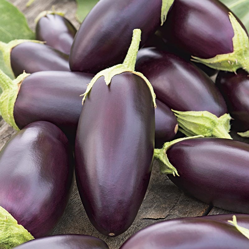 Aubergine Jewel Jet F1 Seeds