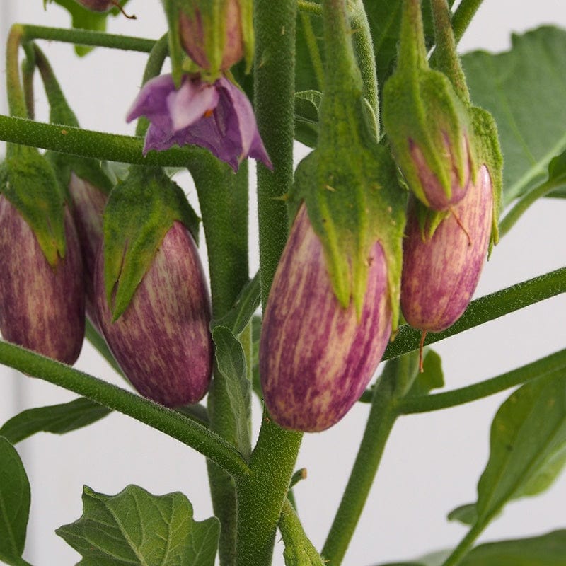 Aubergine Jewel Marble F1 Vegetable Seeds