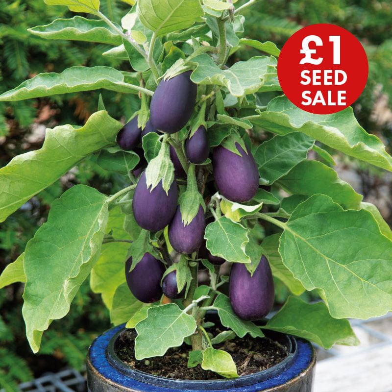 Aubergine Baby Jack Seeds