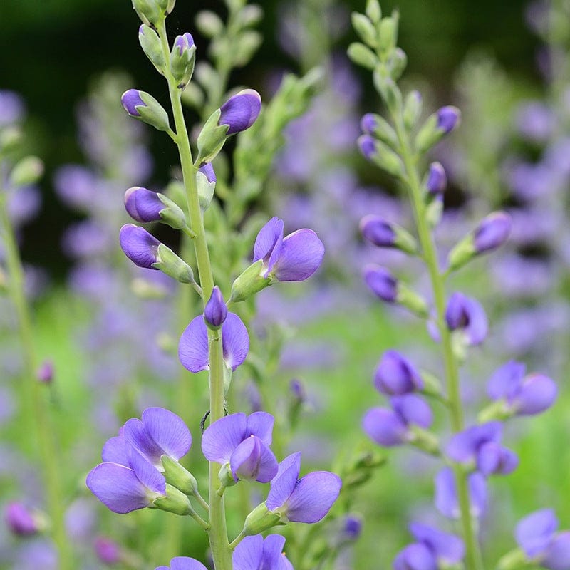 Baptisia australis Flower Plants