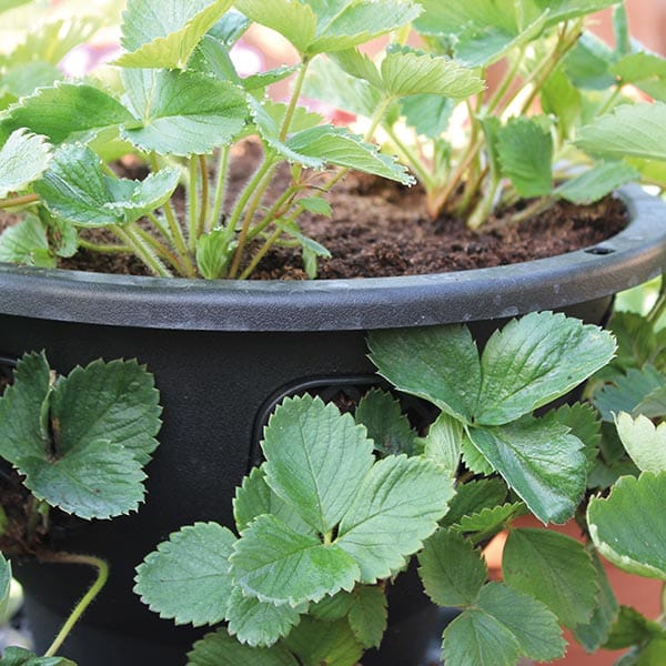 12 Deco Swirl Saucerless Hanging Baskets with Hangers 12 Deco Swirl Saucerless Hanging Baskets with Hangers