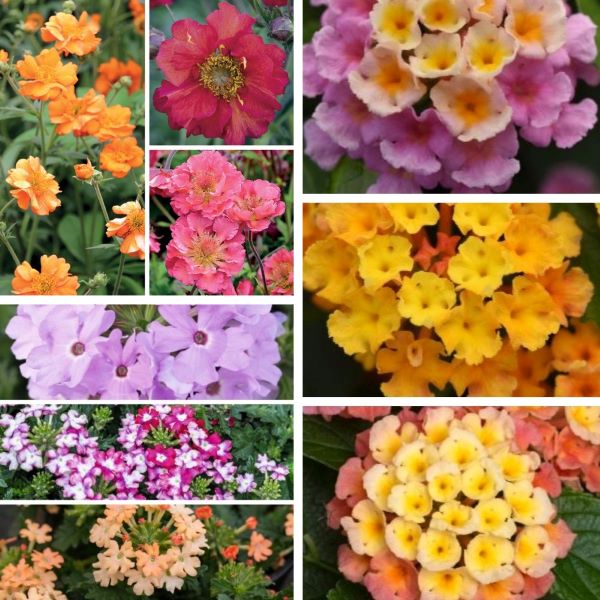 BBC Gardens World Young Flower Plant