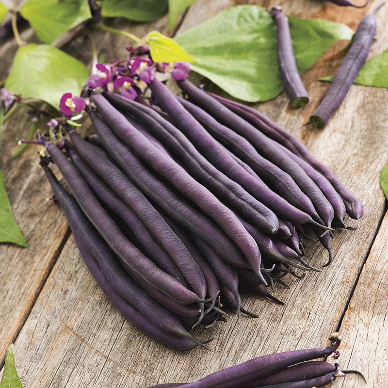 10 Plants (EARLY) Dwarf French Bean Amethyst Plants