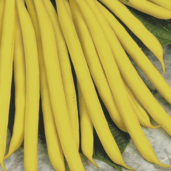 10 Plants (EARLY) dwarf french bean sonesta agm plants