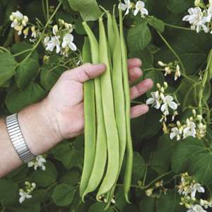 6 plants (LATE) Runner Bean Moonlight Vegetable Plants