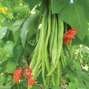 6 x plants (late) Runner Bean Firestorm AGM Vegetable Plants