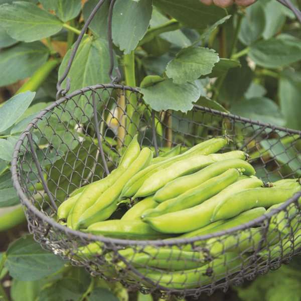 Basket of green beans in a garden setting