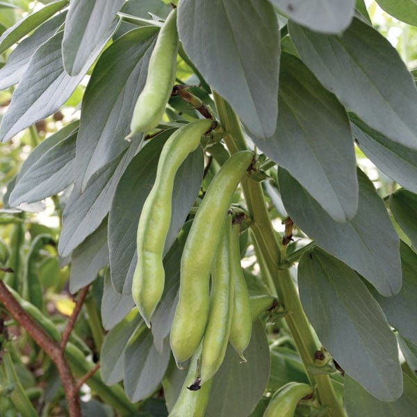 Broad Bean Superaguadulce Veg Plants