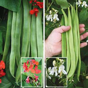 Runner Bean (Late Despatch) Vegetable Plant Collection