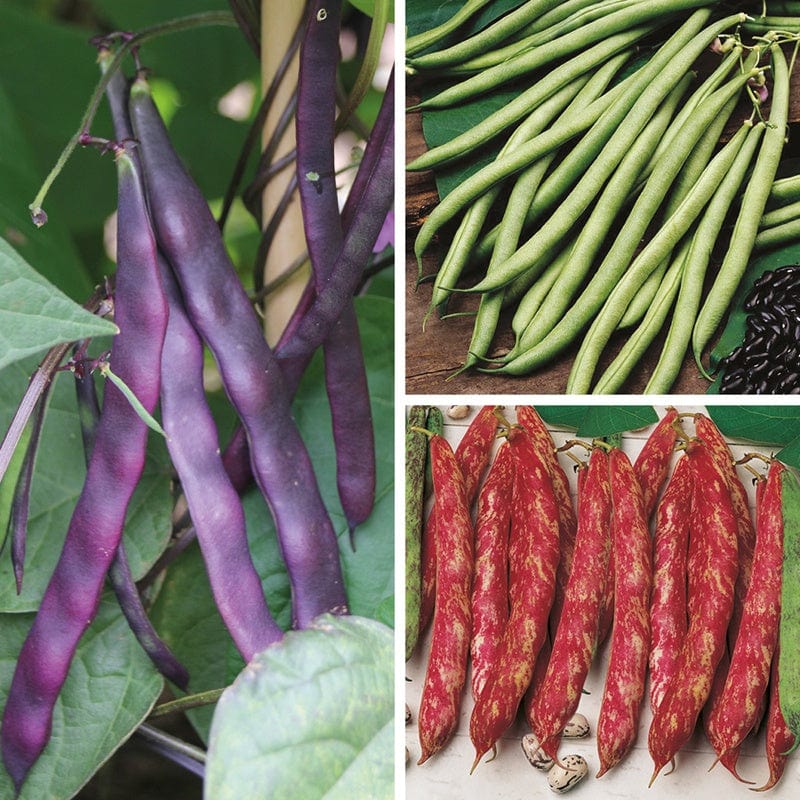 30 Young plants (LATE) (10 of each) Climbing (French) Bean Plant Collection