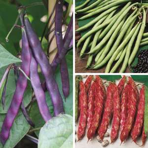 Climbing French Bean (Late Despatch) Vegetable Plant Collection