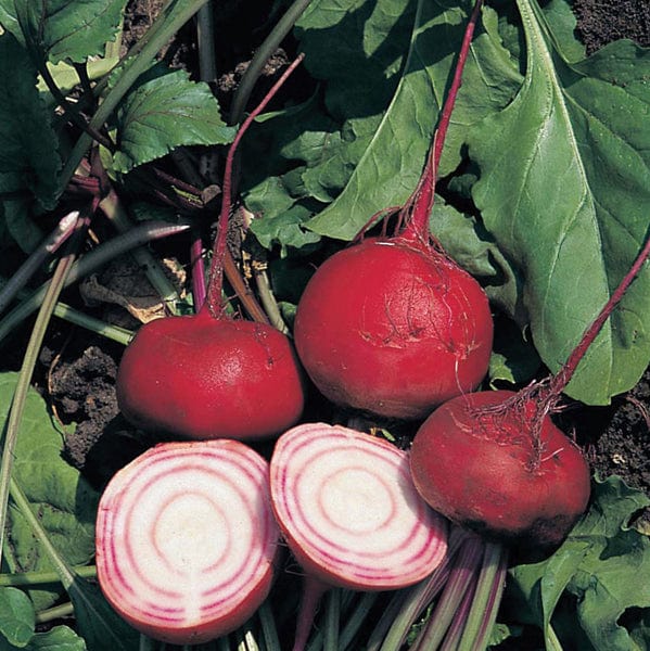 10 Plants EARLY Beetroot Chioggia