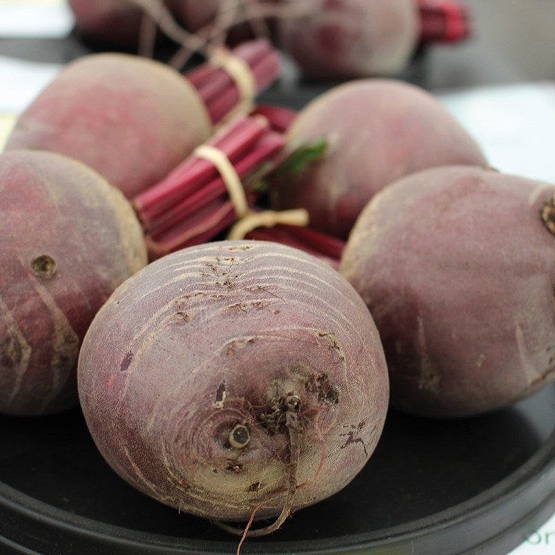 10 Plants LATE Beetroot Pablo Vegetable Plants