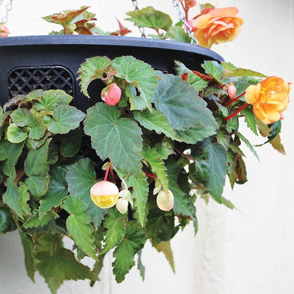 Begonia Illumination Salmon Pink F1 Flower Plants