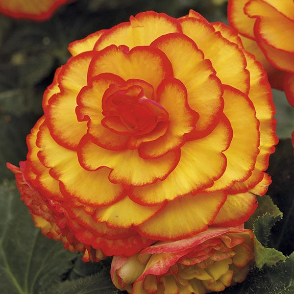 Begonia Amerihybrid Picotee Sun Glow Flower Tubers