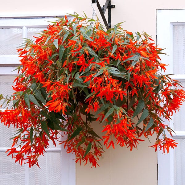 Begonia Santa Cruz Sunset F1 Flower Plants