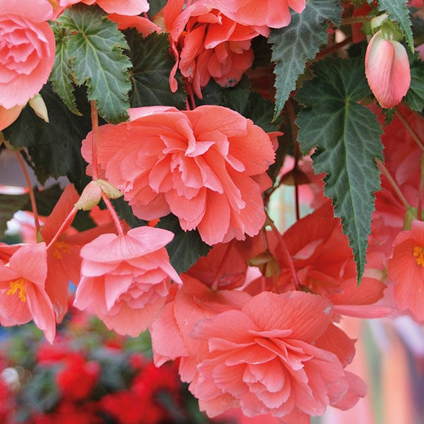 30 Garden Ready Plants Begonia Illumination Salmon Pink F1 Flower Plants