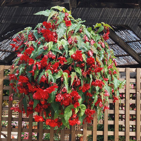 Begonia Illumination Scarlet F1 Flower Plants