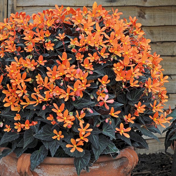 5 Young Plants Begonia Glowing Embers Flower Plants