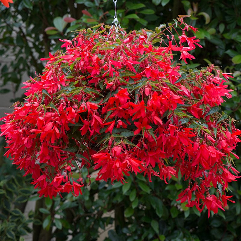 15 Young Plants Begonia Starshine Bronze Red Plants